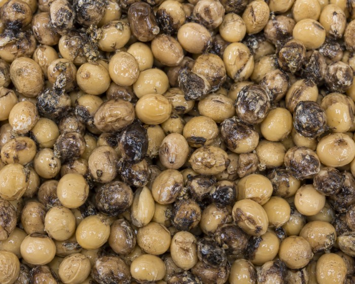 Before — Soybean