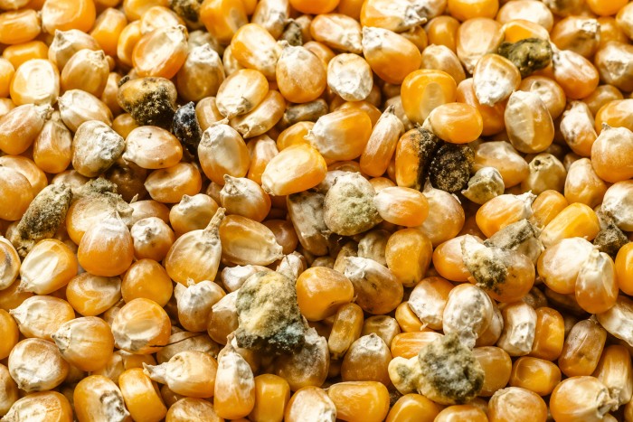 Before — corn