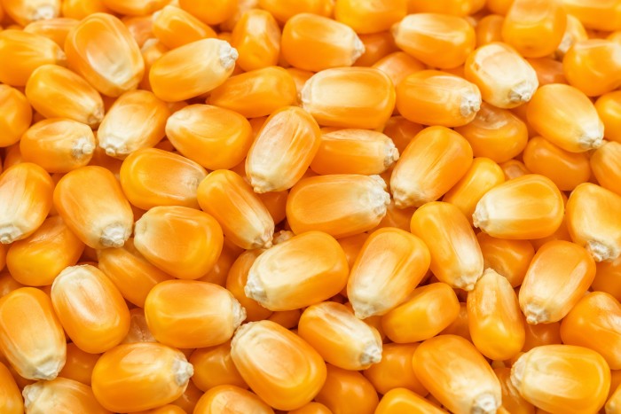 After — corn
