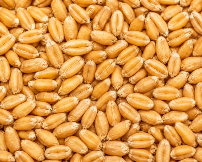 After — wheat