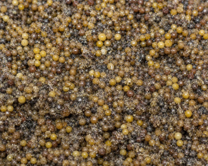 Before — mustard seeds