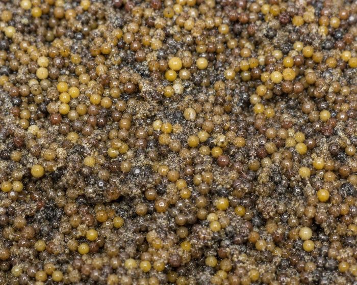 Before — mustard seeds