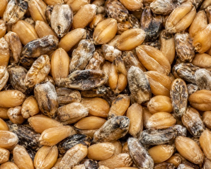 Before — wheat