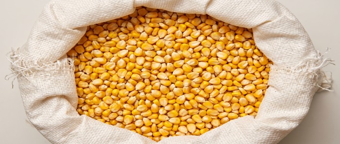 maize before packing