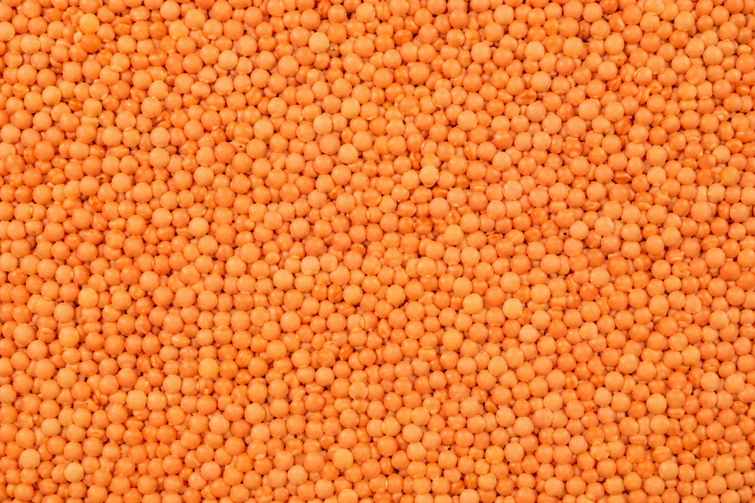lentils before packing