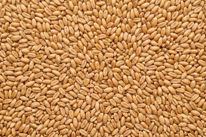 wheat before packing