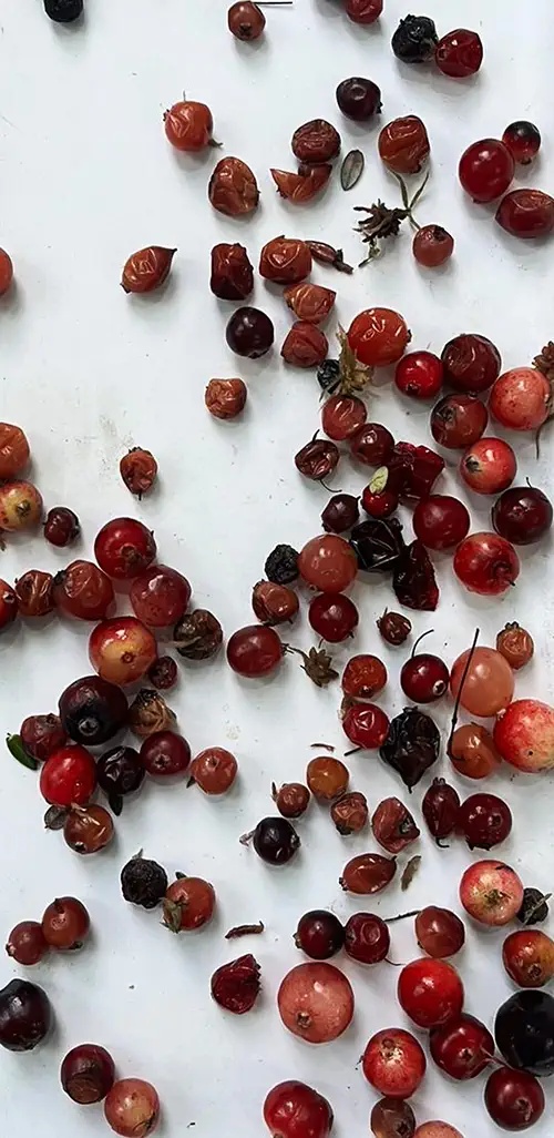 Fruits Reject