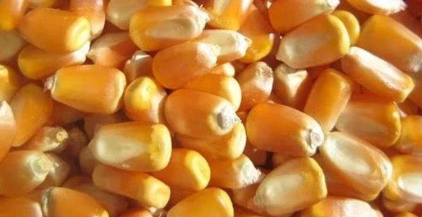 After Maize