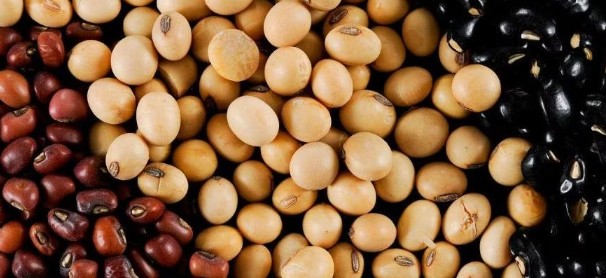 After Soybean