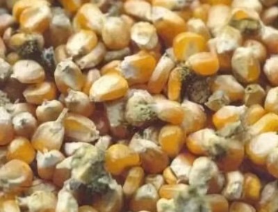 Before Maize