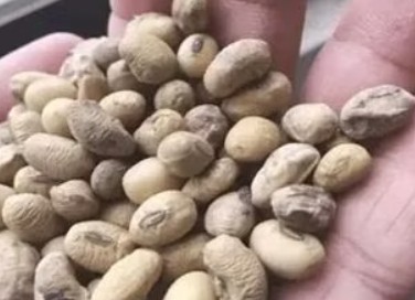 Before Soybean