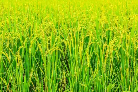 Rice Mill